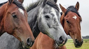 Pferdeversicherung